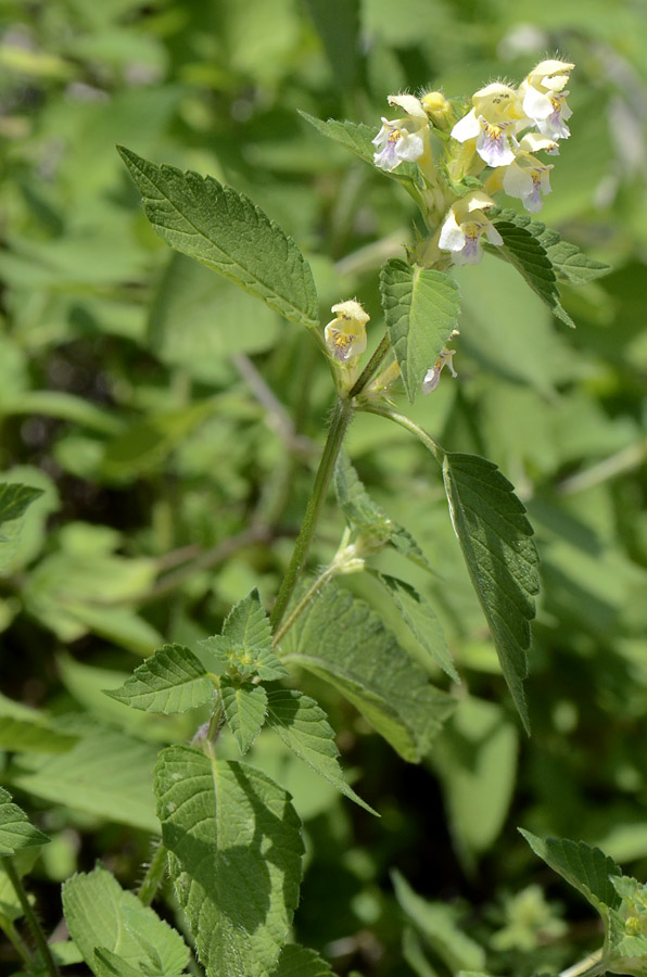 Galeopsis segetum / Canapetta campestre